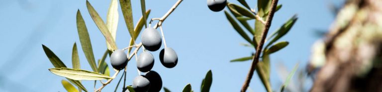 Aceite Sucada, un aceite de oliva armonioso y delicado Finca La Lagunilla