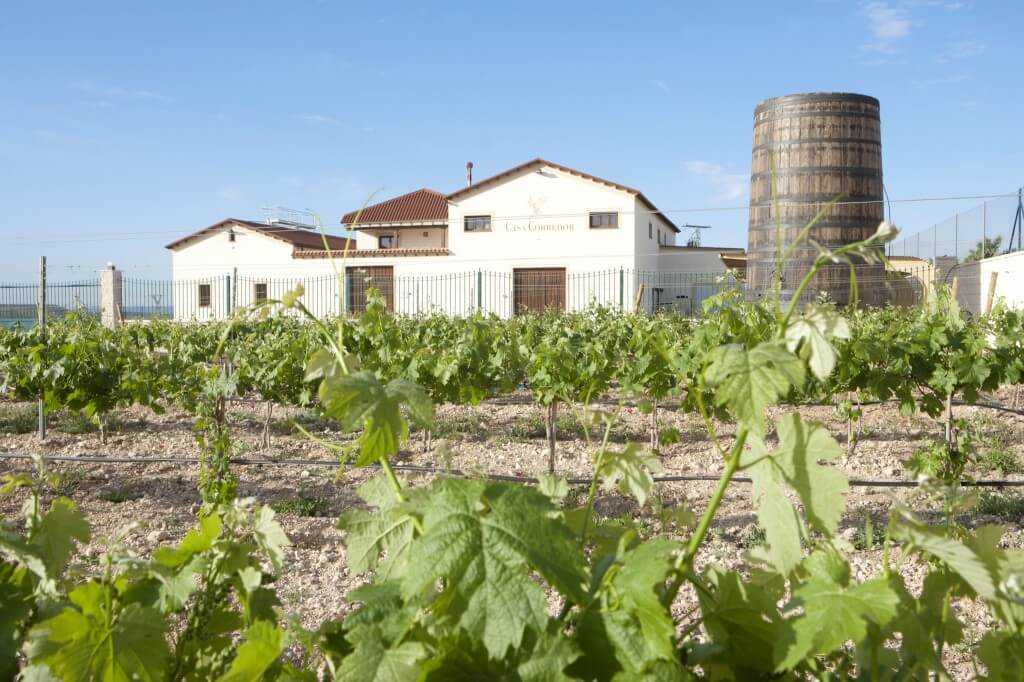 Siete productos Vacu Vin que cambiarán tu experiencia con el vino – Blog  Vinopremier