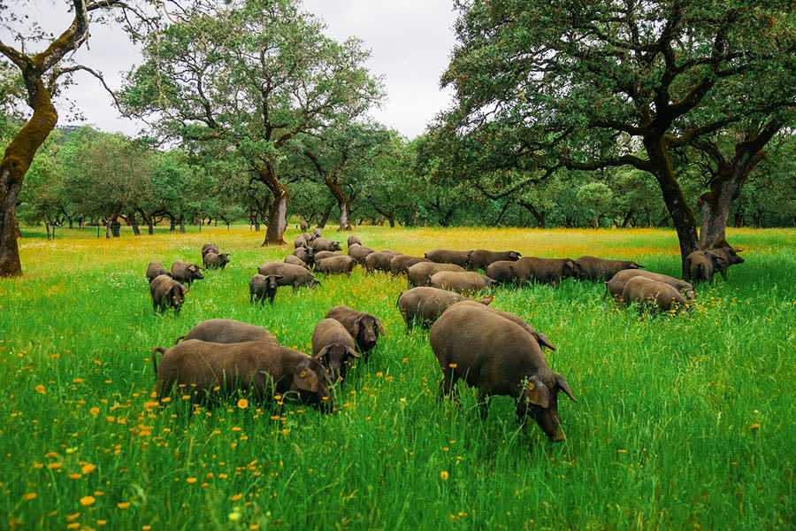 Jamon iberico dehesa casablanca