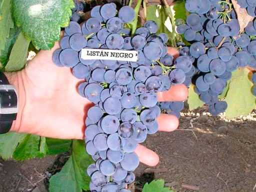 Gran Canaria, una isla de cuento 4 Listan Negro Vinopremier