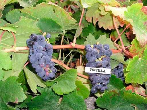 Gran Canaria, una isla de cuento 5 Tintilla Vinopremier