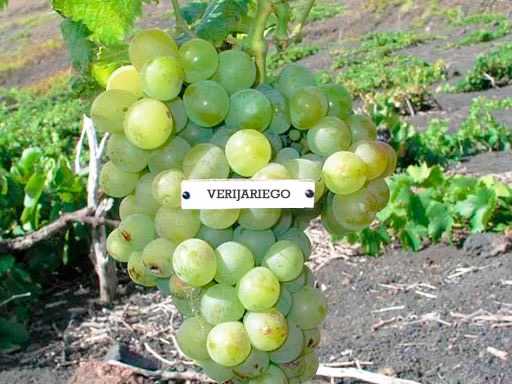 Gran Canaria, una isla de cuento 7 Verijariego Vinopremier