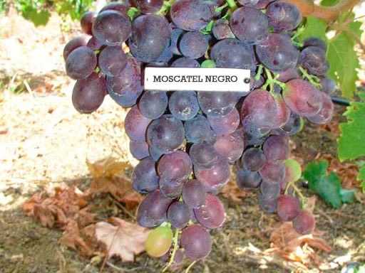 Gran Canaria, una isla de cuento 3 Moscatel Negro Vinopremier Gran Canaria