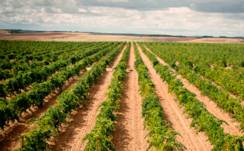 Caecus Verderón – El mejor vino blanco calidad-precio