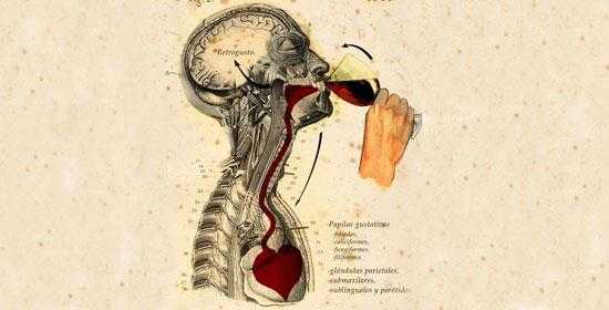 El vino mejora el funcionamiento del cerebro