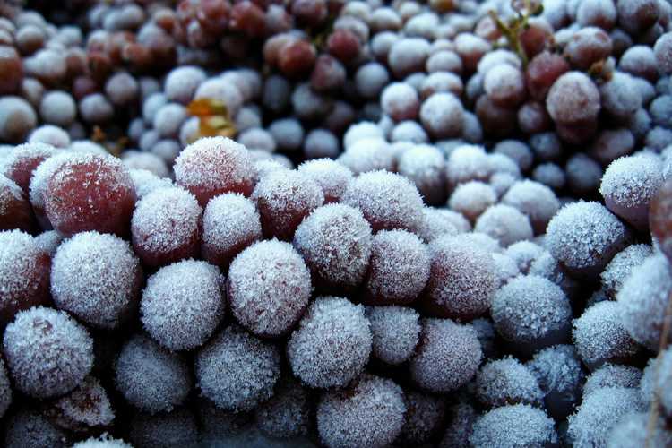 El vino de hielo y su historia. 3 vino de hielo