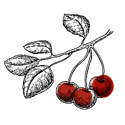 cerezas rojo