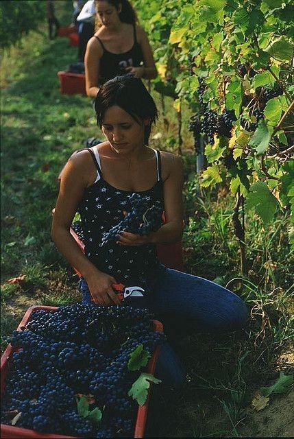 Las madres del vino en vinopremier