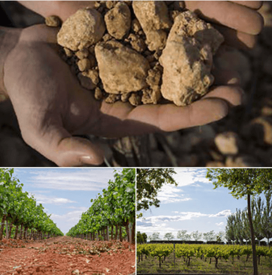 hacienda albae bodega