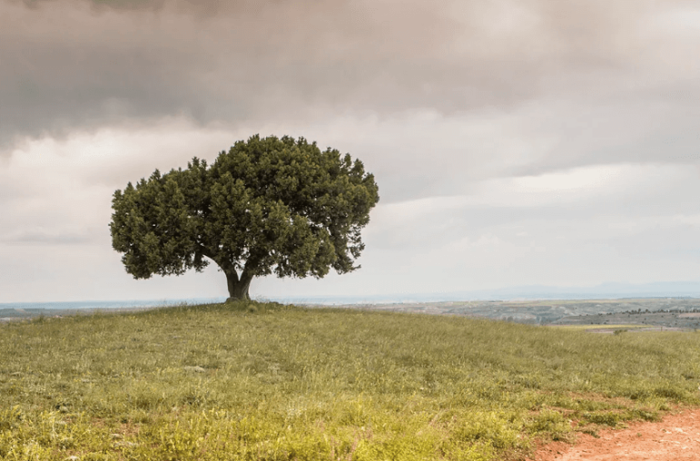 Altos del Enebro, una bodega en Ribera del Duero