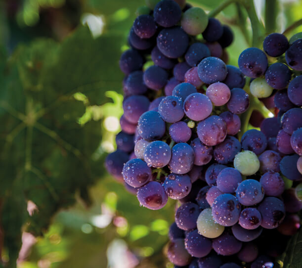 uva cariñena - grandes vinos
