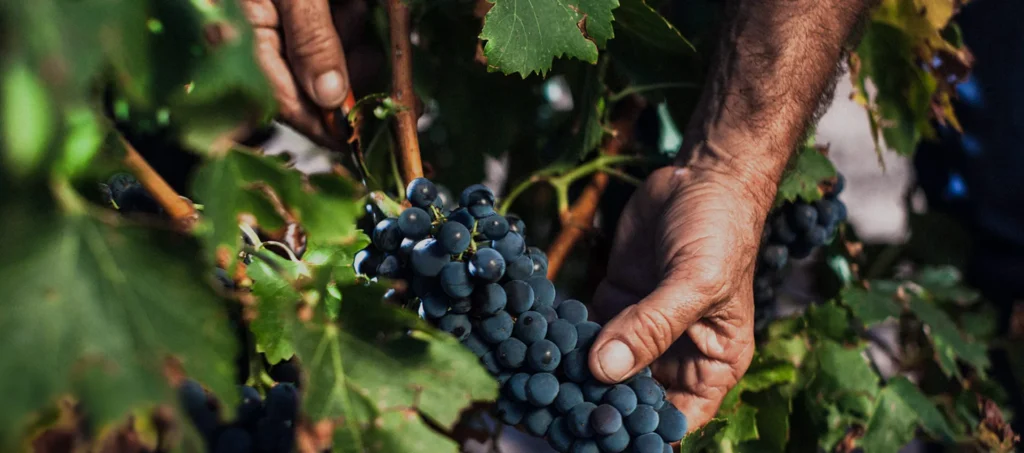 grandes vinos img home