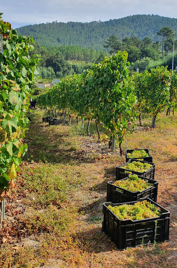 slide bodegas nairoa vinopremier - vinos blancos