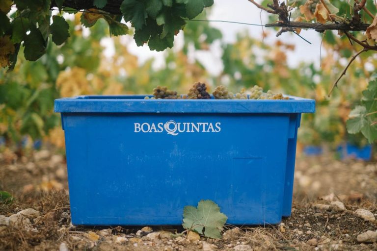 BoasQuintas harvest2020 20kgbox K1JMUQ6.width 1920